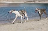 WHIPPET 226